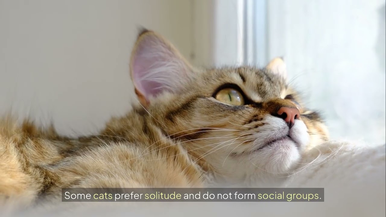 Socialization