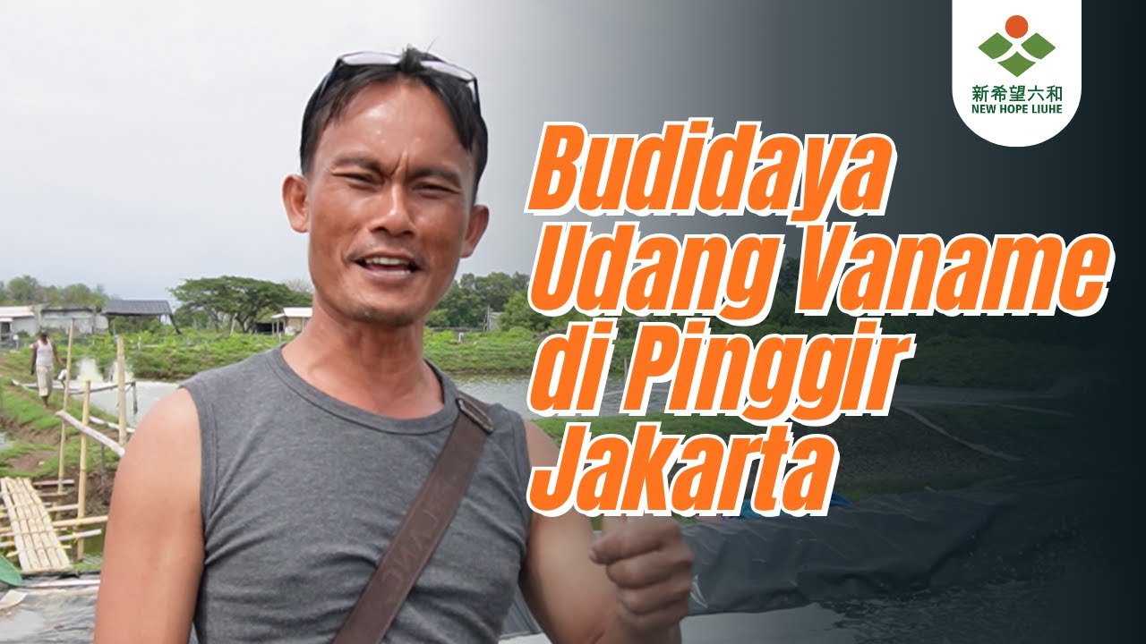 Budidaya Udang Vaname di Pinggir Jakarta - Belajar dari Haji Endang