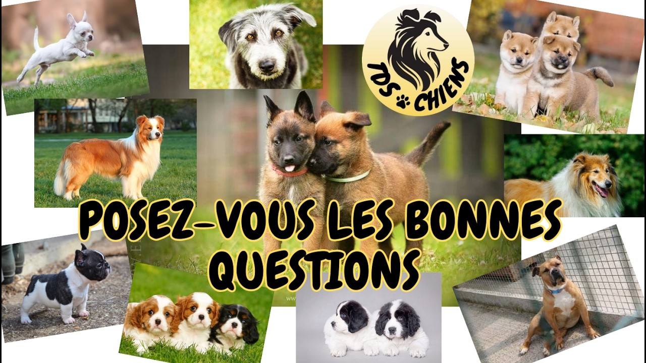 Comment bien choisir son chien ?