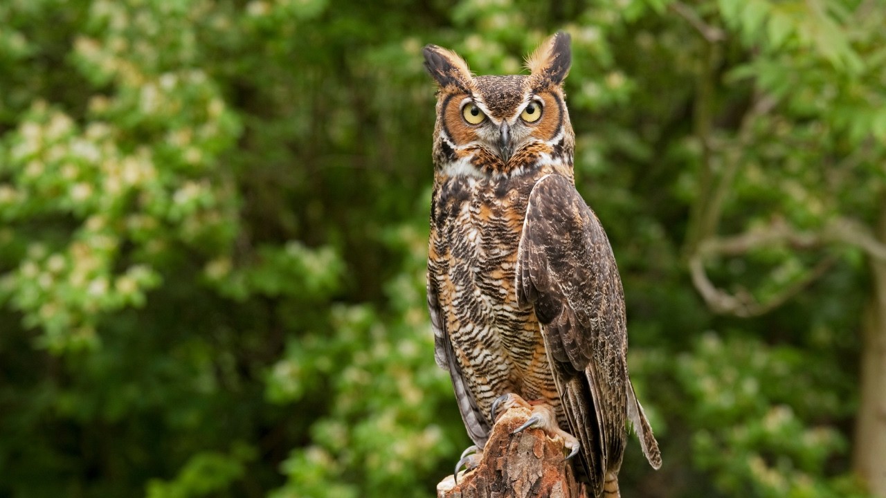 Get To Know the Great Horned Owl