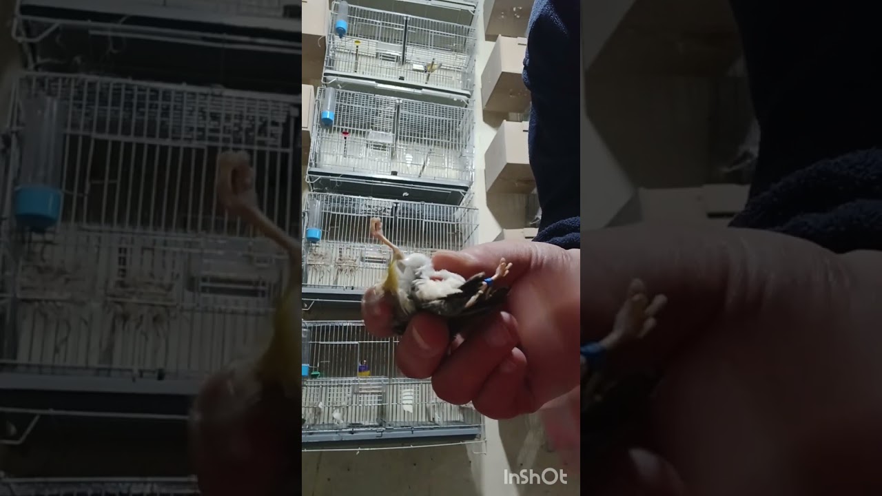 Mal de ponte oiseaux : comment réagir ( exemple en direct )