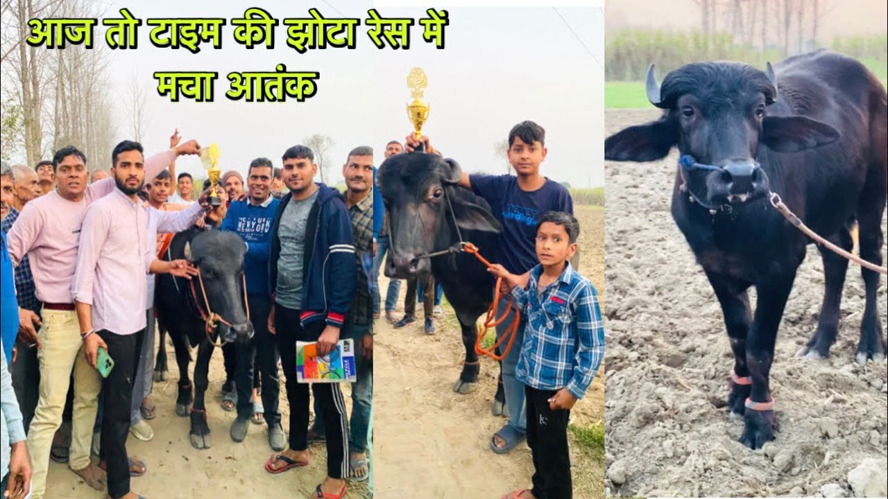 टाइम टाइम की झोटा रेस में मचा दिया आतंक// #dushyantup37 