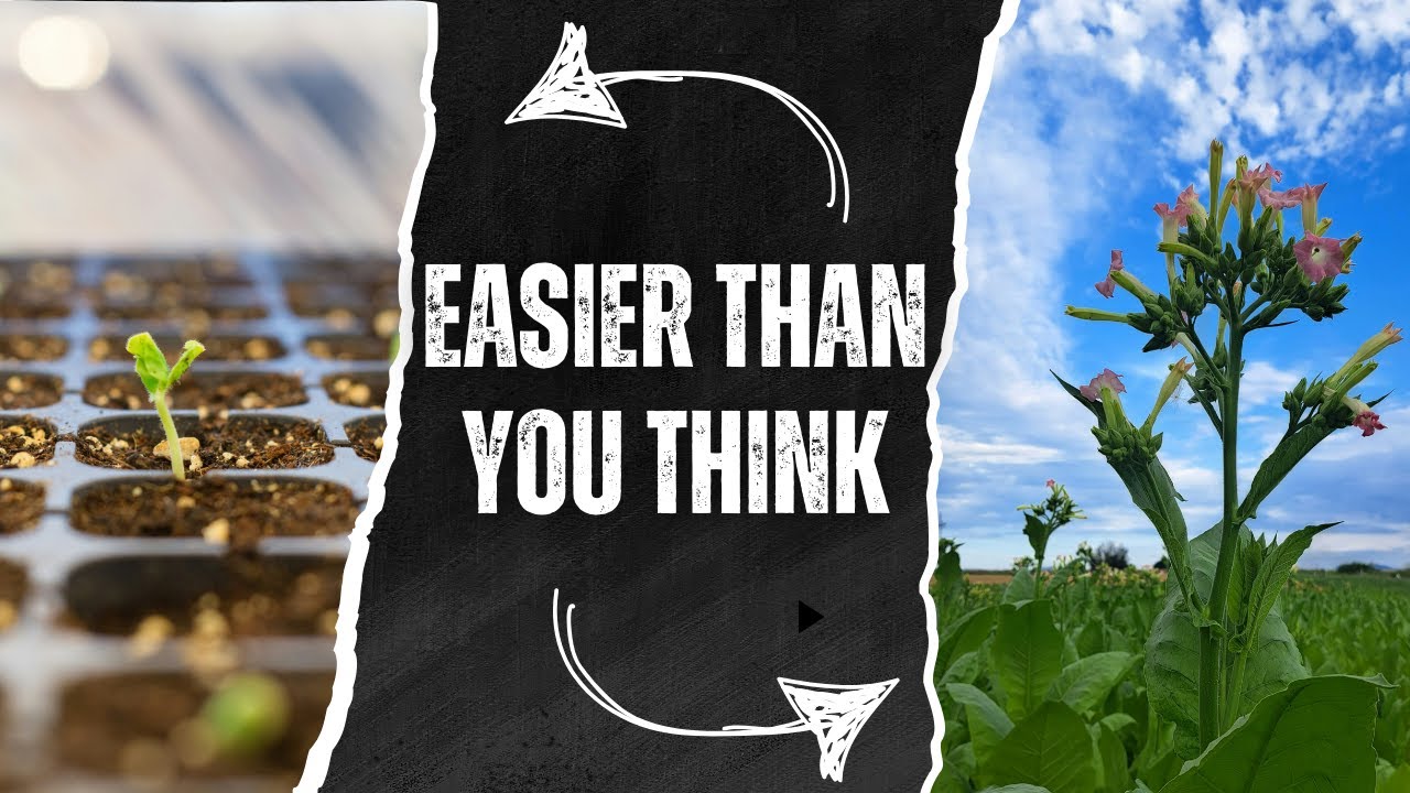 Grow Your OWN Tobacco at Home! | Part 1