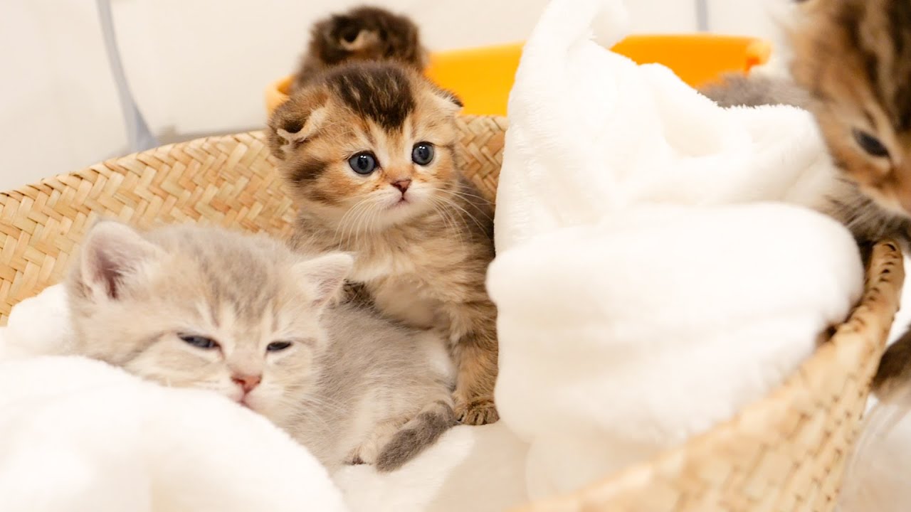 Котята, которые собираются на кровати, когда хотят спать, такие милые!