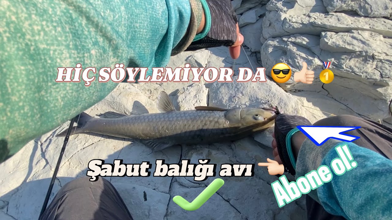 ‼️Atatürk Barajının hırçın balığı yine bizden kaçamadı ‼️ (şabut balığı ) balık avı fishing ✅