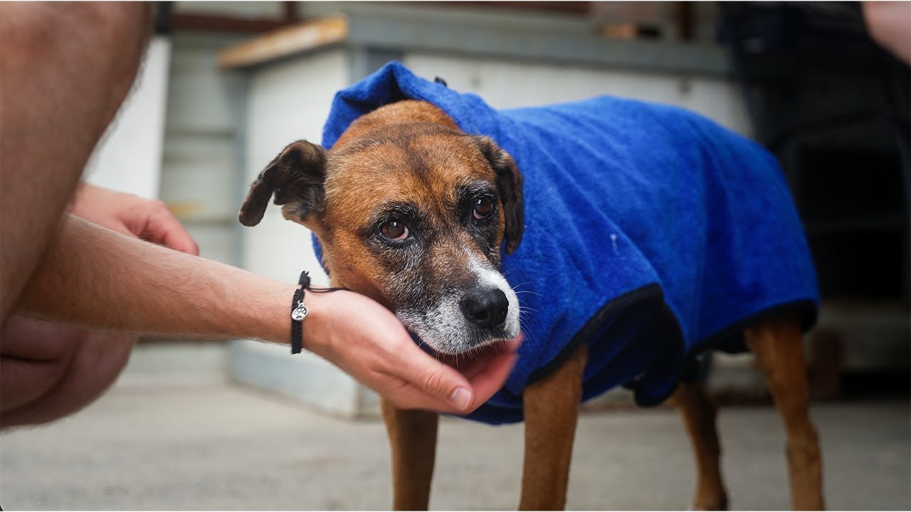 STIMMEN DER STRASSE - Das Schicksal der Hunde Rum&auml;niens DOKU