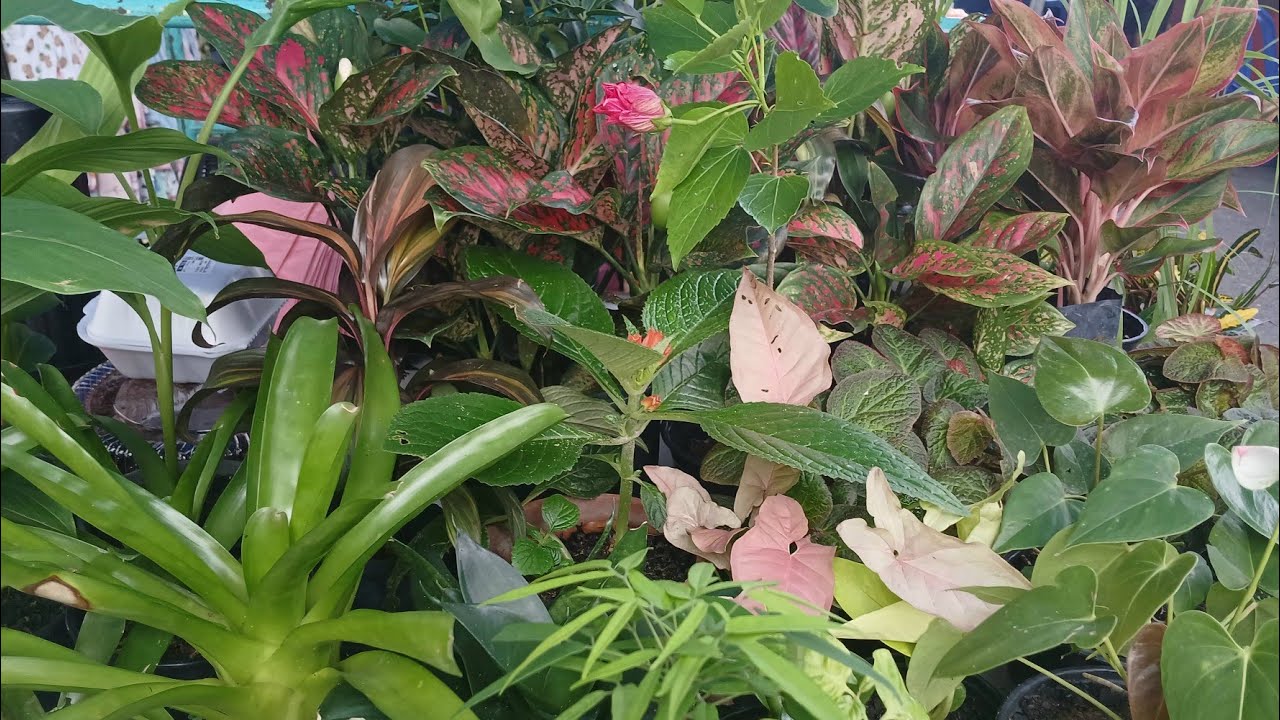 Conheça a Banca de PLANTAS da Vanderleia. Muitas Novidades e Precos Baixos!