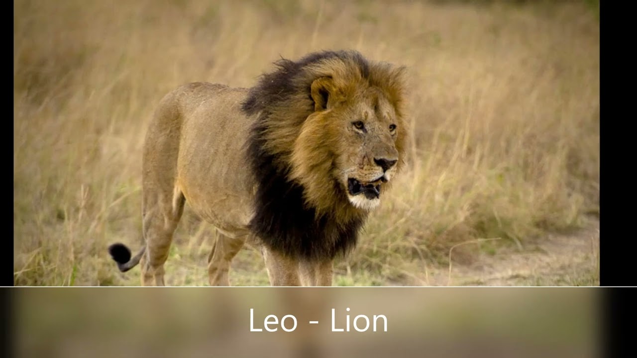 Zodiac Signs as Animals
