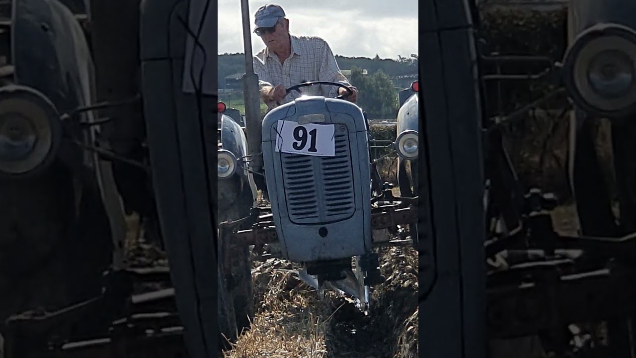 1957 Ferguson FE35 Gold Belly at Cruckton Ploughing Match Saturday 23rd September 2023