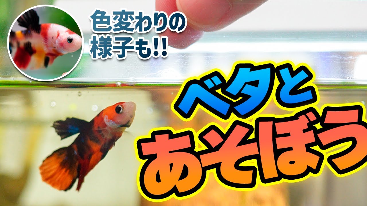 ベタと遊ぼう！コミュニケーションの取れる熱帯魚、ベタ（とアベニーパファー）のかわいい映像 #アクアリウム #ベタ 【ビバアクア】