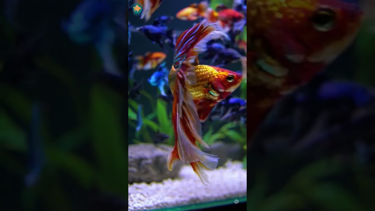 Stunning Betta Fish in a Multi-Colored |Mesmerizing Aquatic Beauty#fish#betta #goldfish#guppy#shorts