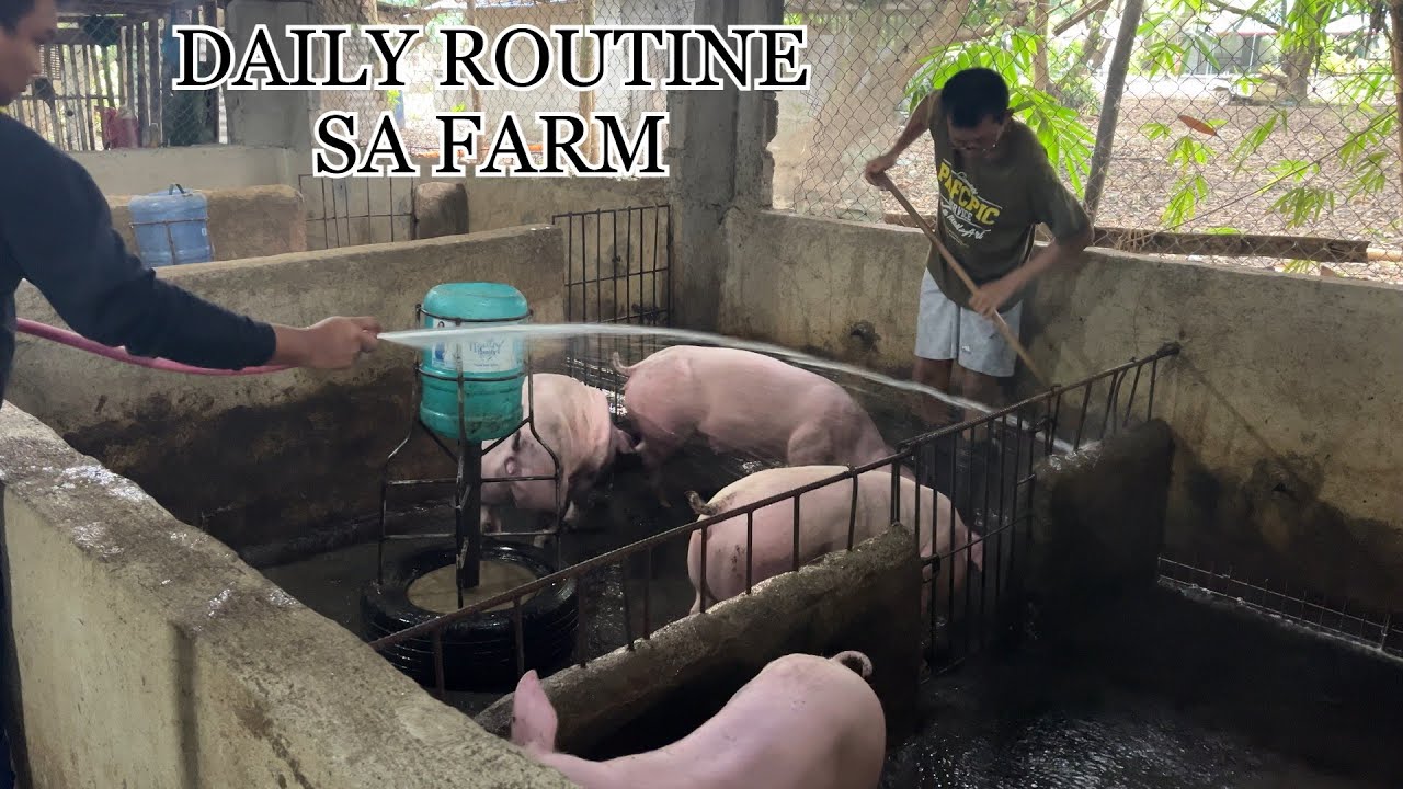 DAILY ROUTINE SA PIGGERY FARM I JeRox