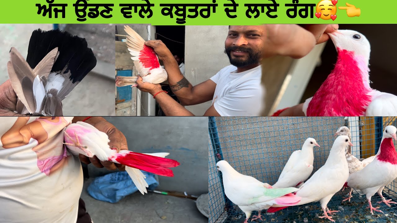 Hanji ਮਿਤਰੋ ਅੱਜ ਆਪਾਂ ॥5 ਬੱਚੇ ਕੱਡੇ ਤੇ ਆਪਾਂ ਉਹਨਾਂ ਦੇ ਰੰਗ ਲਾਇਆ ਤੇ ਦੇਖੋ ਸਾਰਾ ॥(vlog) and share krdo