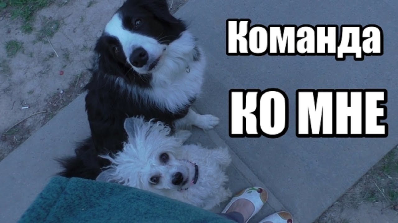 Как научить собаку команде 