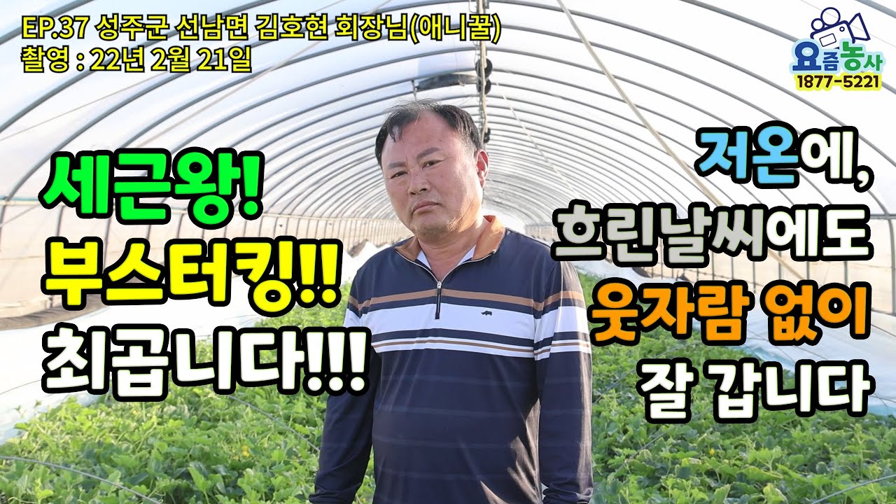 성주군 선남면 김호현회장님 애니꿀 참외 작황