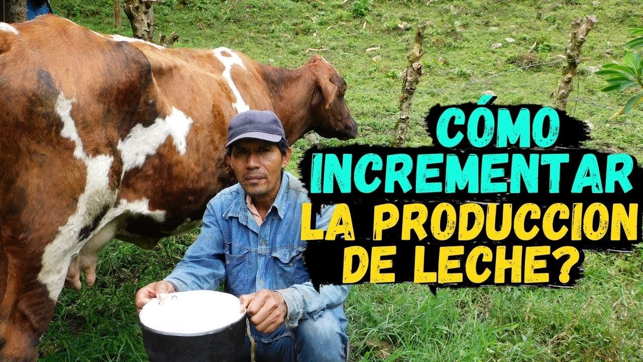 🐄 КАК КОРМИТЬ КОРОВ // Как УВЕЛИЧИТЬ производство МОЛОКА?