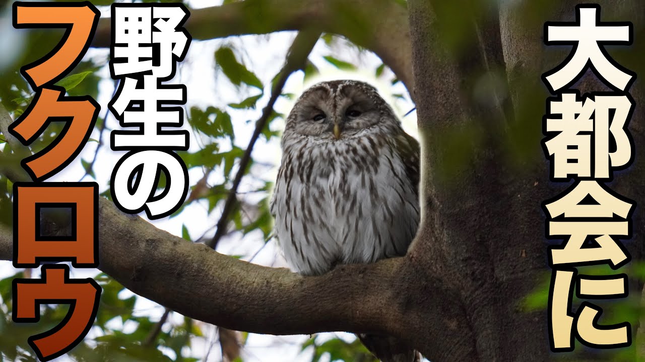 【野生のフクロウ観察】大都会に！？野生のフクロウの貴重映像