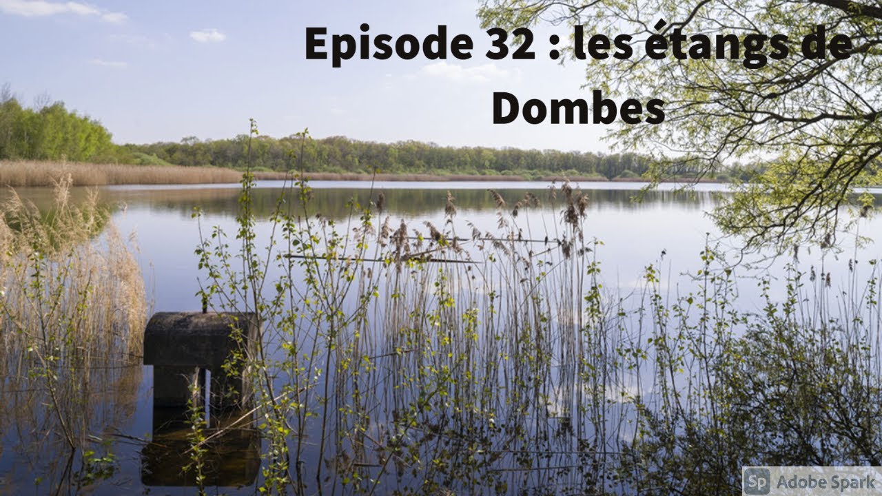 32  Les &eacute;tangs de Dombes