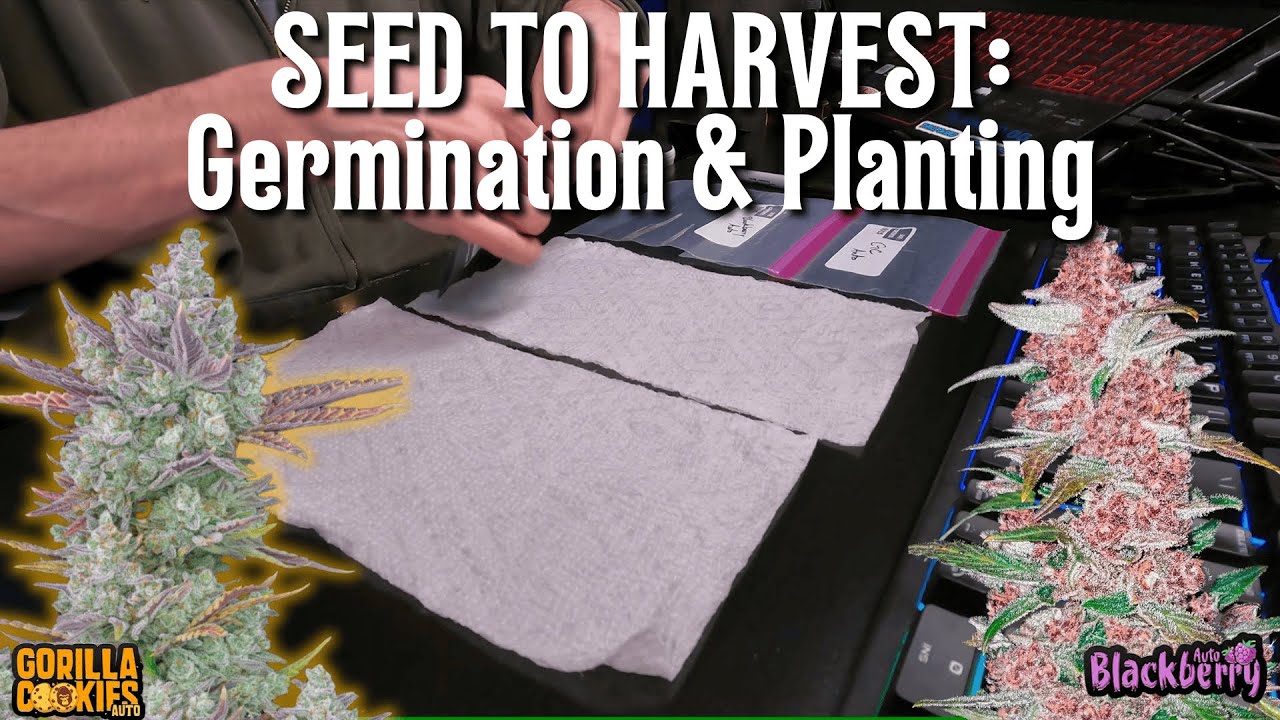 SEED TO HARVEST Part 1! Gorilla Cookies & Blackberry Autoflower, Germinating and Planting Day!!