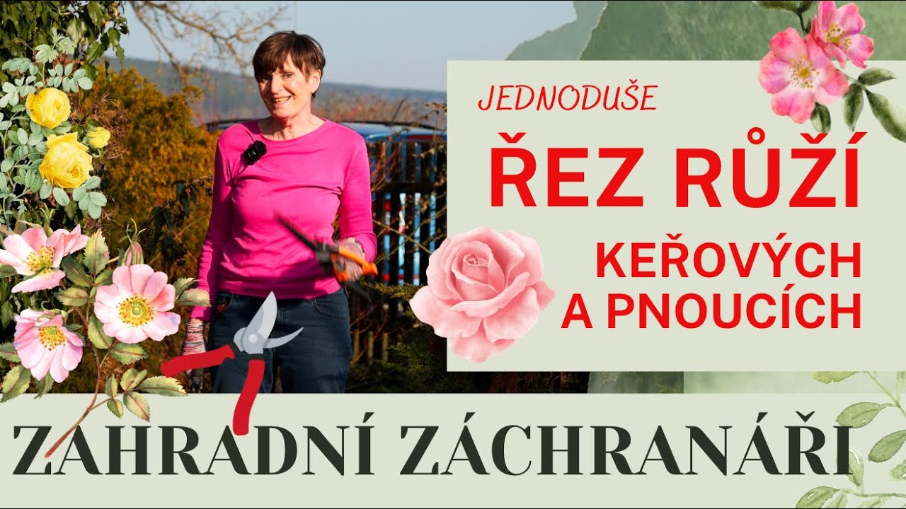 Jak správně prořezat keřové a pnoucí růže pro bohaté kvetení? #ruze #rosa #rez #garden #kvet
