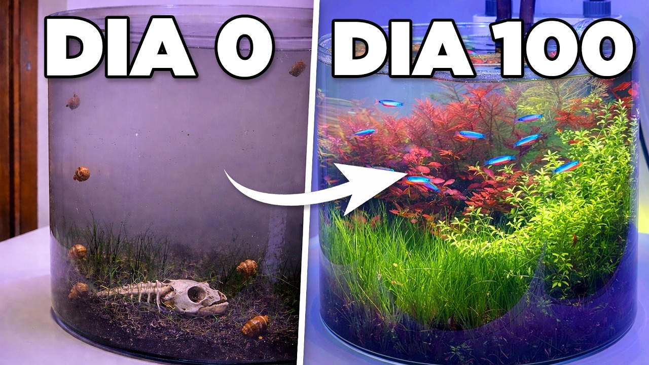 Criei um Mini Lago Natural na Minha Mesa