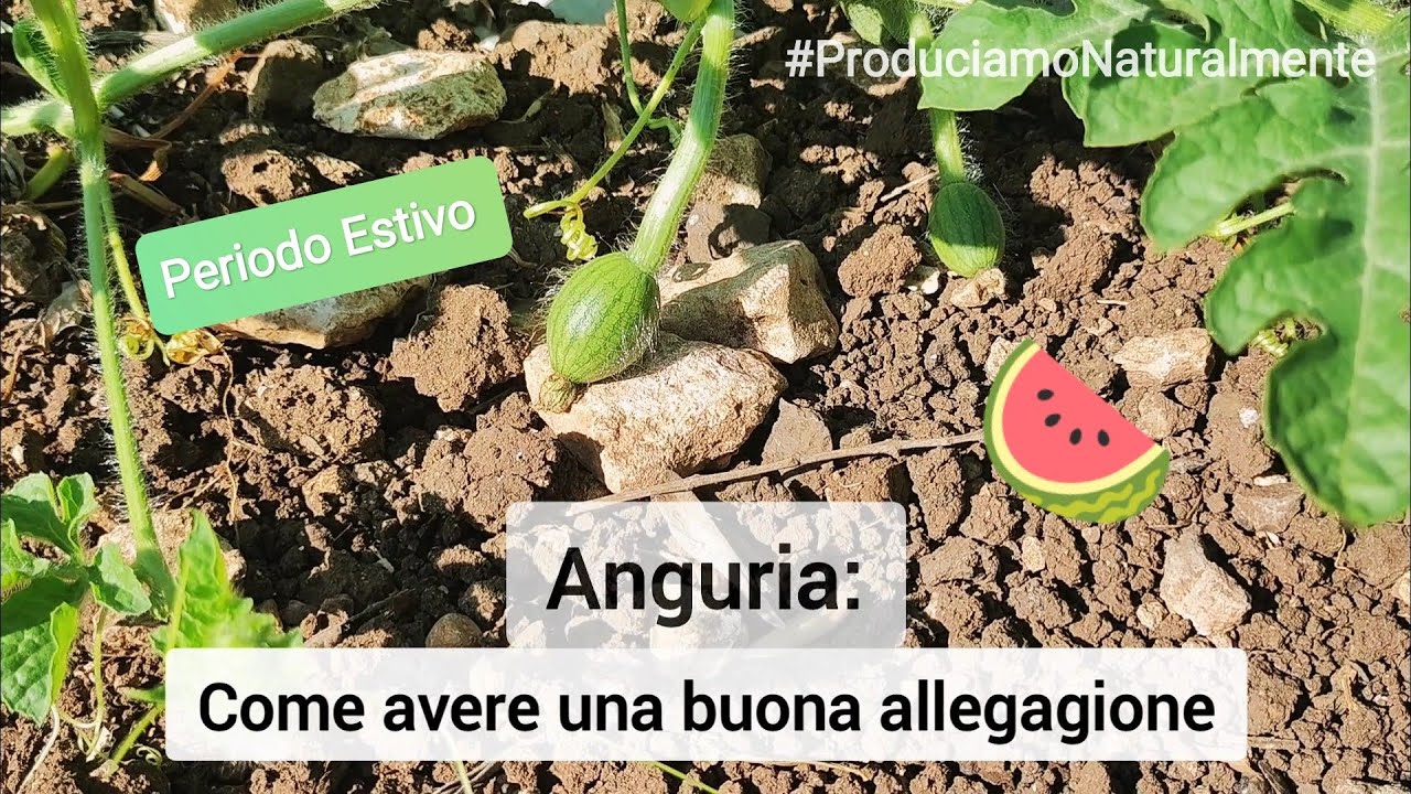 Allegagione frutti Anguria | Il Segreto del Contadino