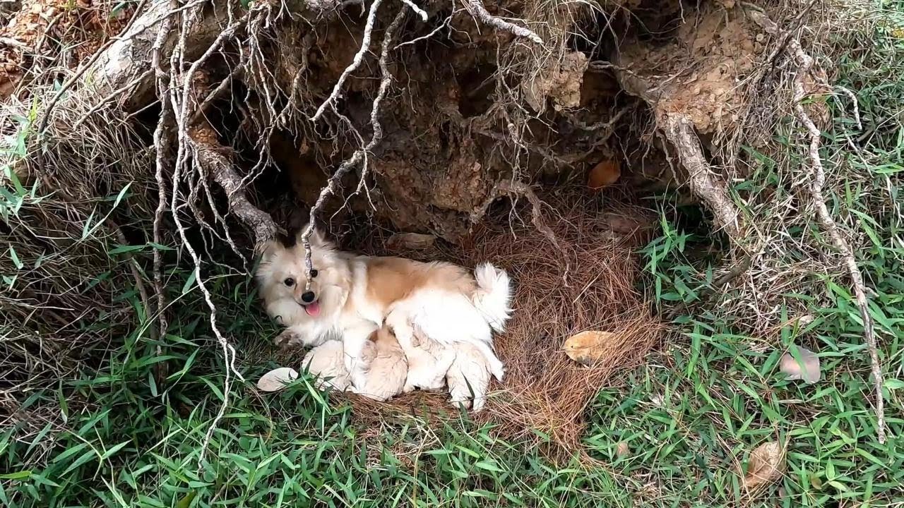 What Happens When A Dog Leads You To Her Puppies In The Forest?