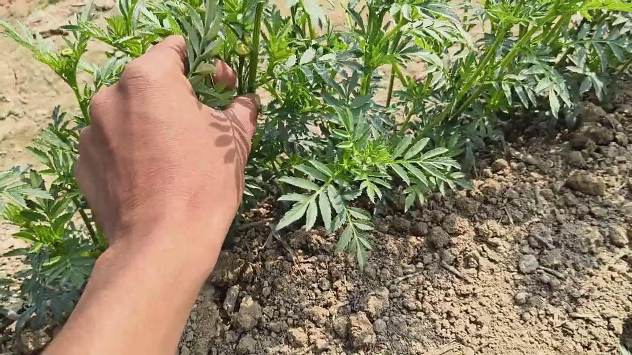 Marigold mother plant. गेंदा फूल का मदर प्लांट कैसे तैयार होता है।