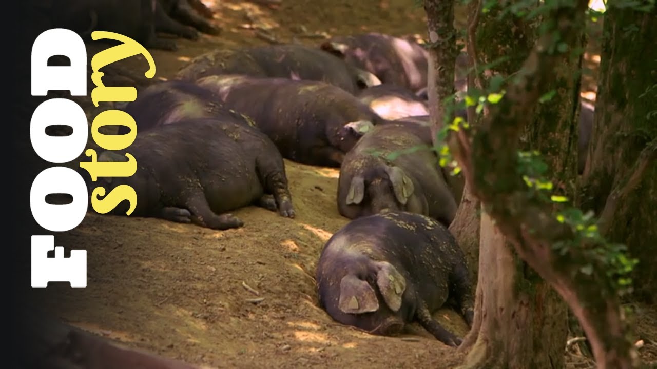 Le porc noir de Bigorre