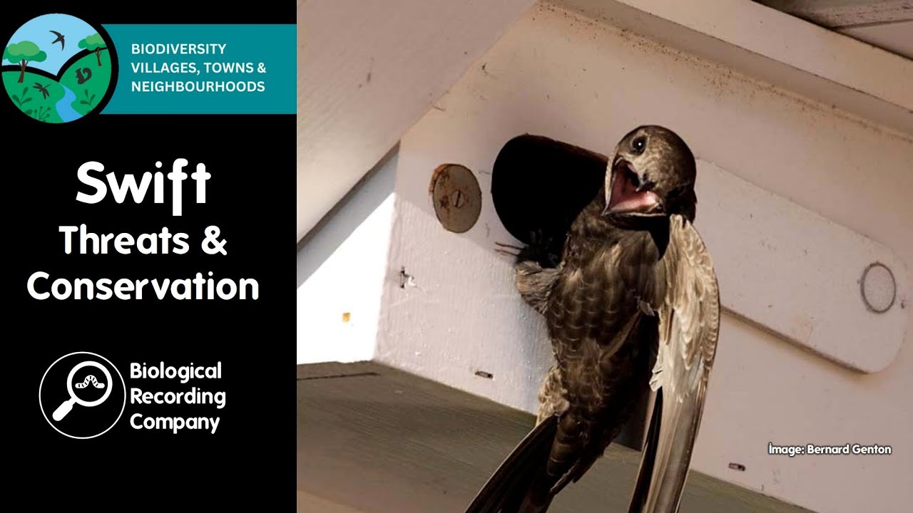 Swift Threats and Conservation