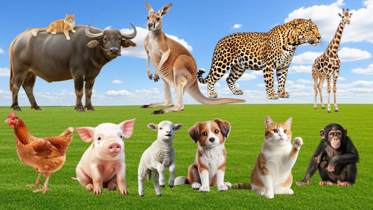 Funny Animal Moments: Elephant, Cow, Horse, Dog, Cat, Chicken, Lion – Animal Sounds
