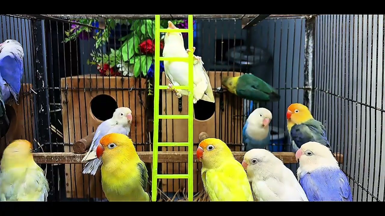 10 Minutes of Love Birds 🐦❤️ | Cute Bird Moments | Relaxing Nature Video