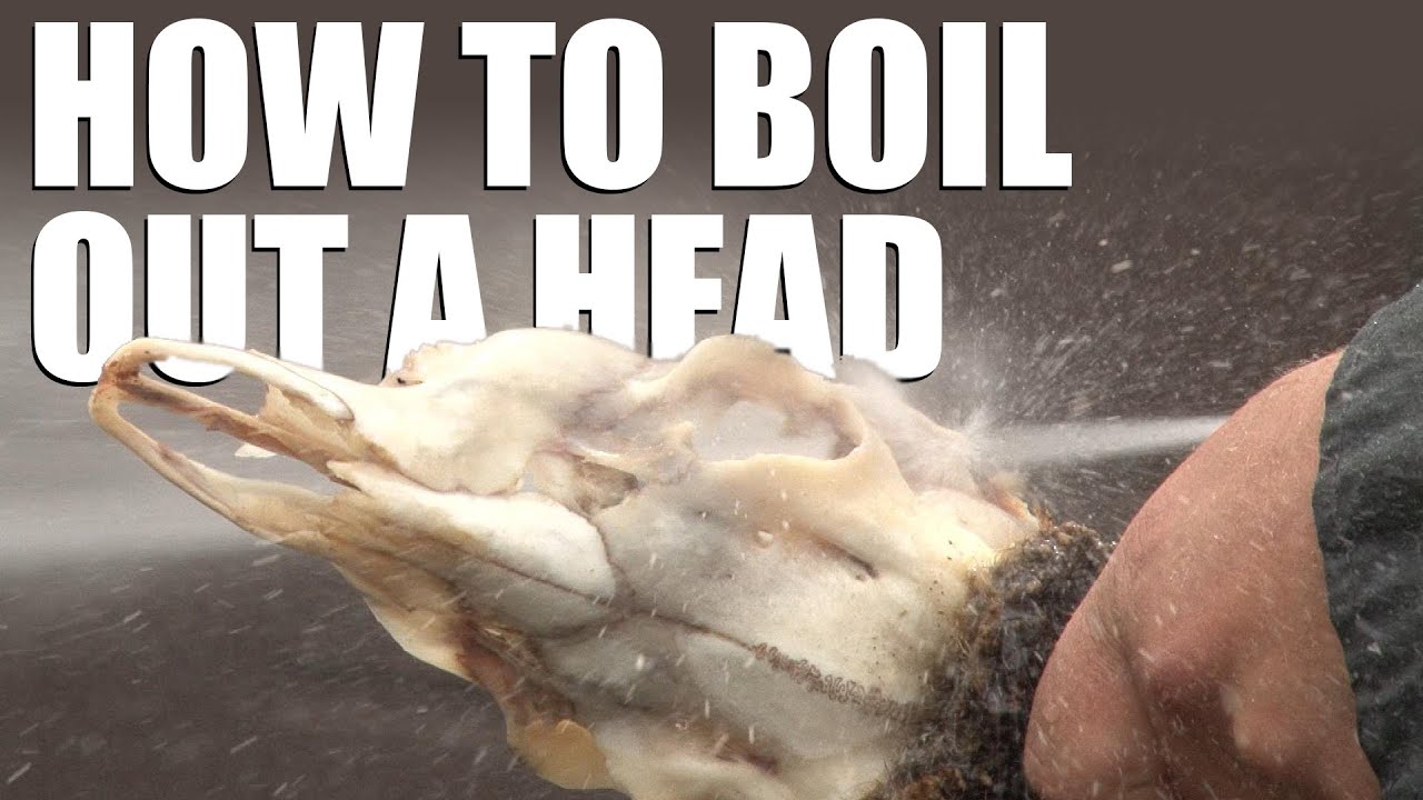 How to boil out a head