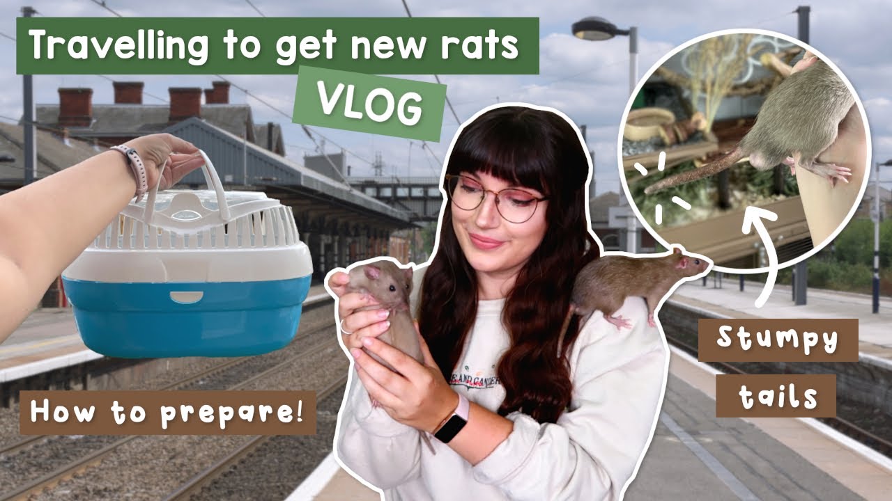 Путешествую за новыми крысами! У них такие короткие хвосты | VLOG