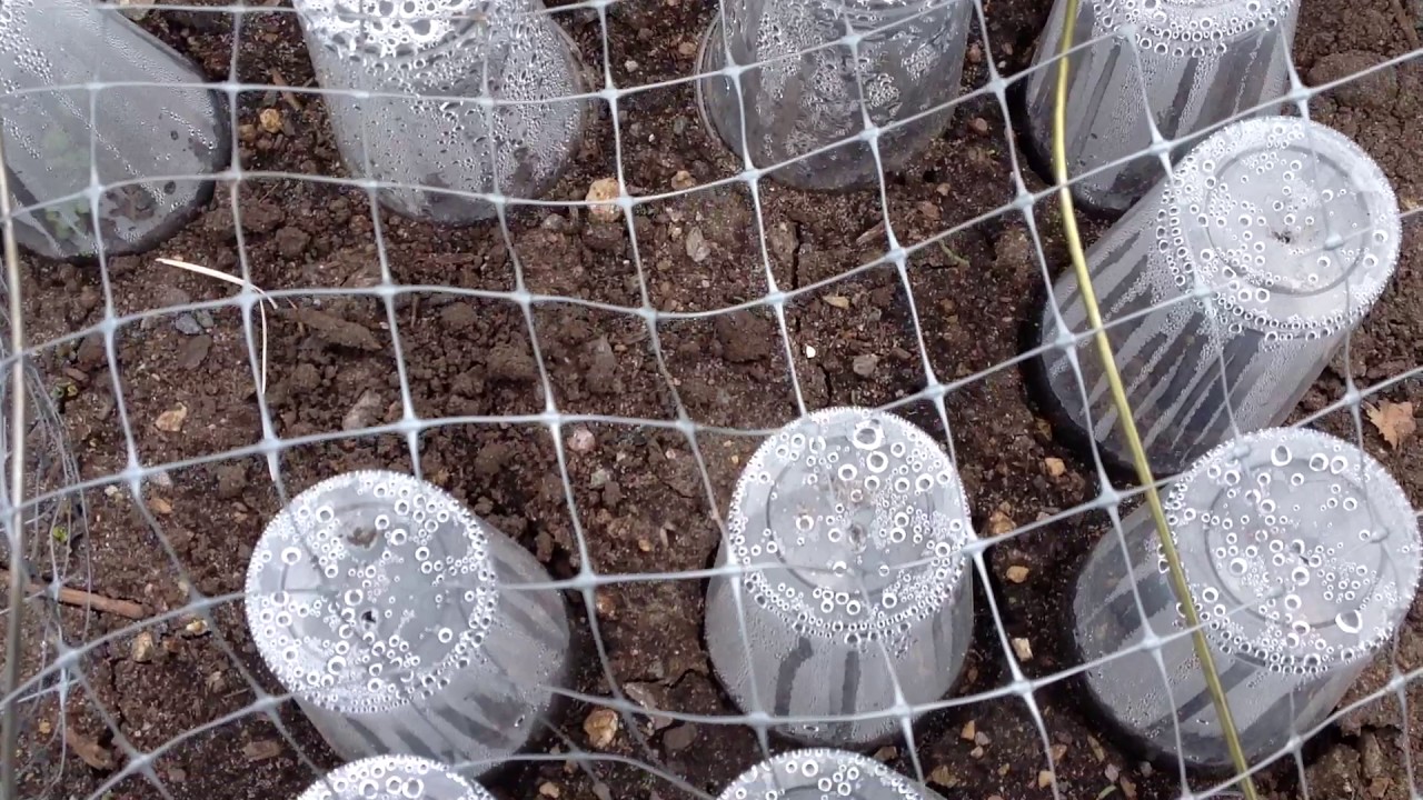 No transplant Direct Winter Sow vs Direct sow Seeds