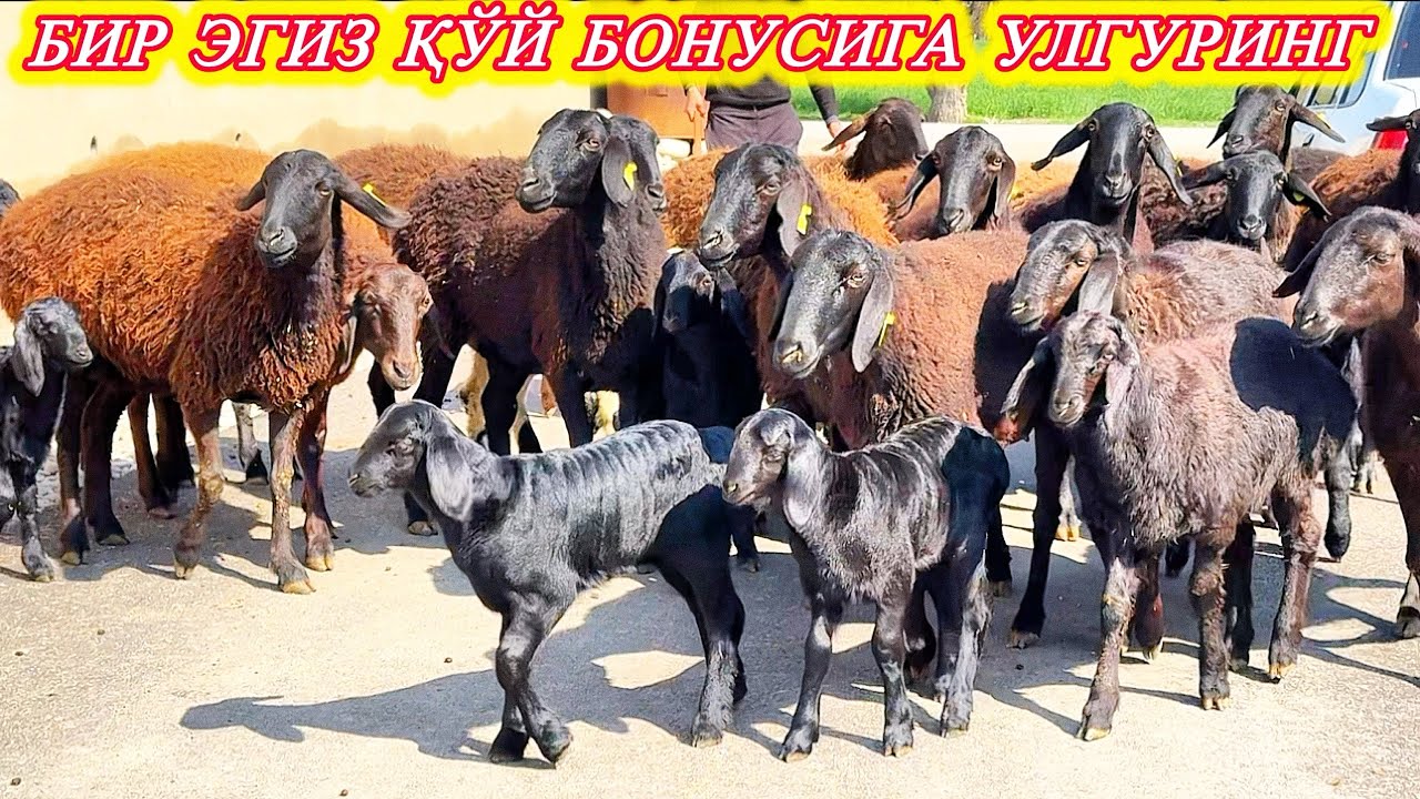 МАНА ЭЛИТА ҚЎЙЛАР ВА 1-2 КЛАСДАГИЛАРИ