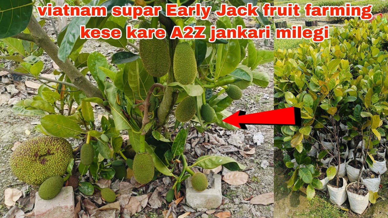 viatnam supar Early Jack fruit farming। india ka populer ak versits। contact 7478411841