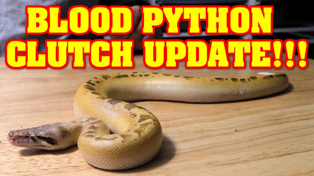 Curt updates the BLOOD PYTHONS!!!