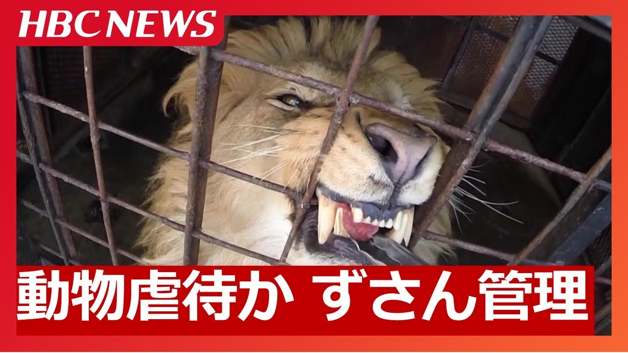 脱毛や傷を負った動物「みぞおちにパンチ」虐待と思わせる行為で苦情も…無許可施設ノースサファリがHPで「動物たちの健康と福祉に最善の策」