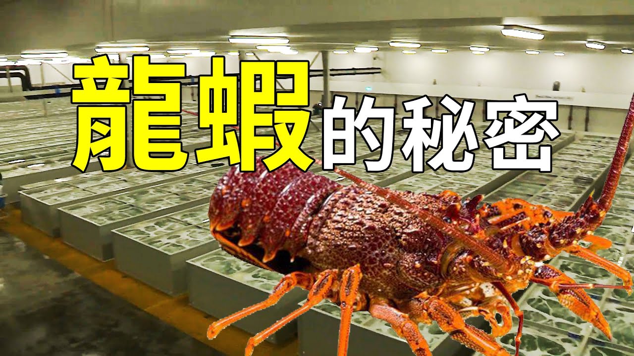 為何龍蝦如此昂貴？出海捕撈和人工養殖過程為你解惑