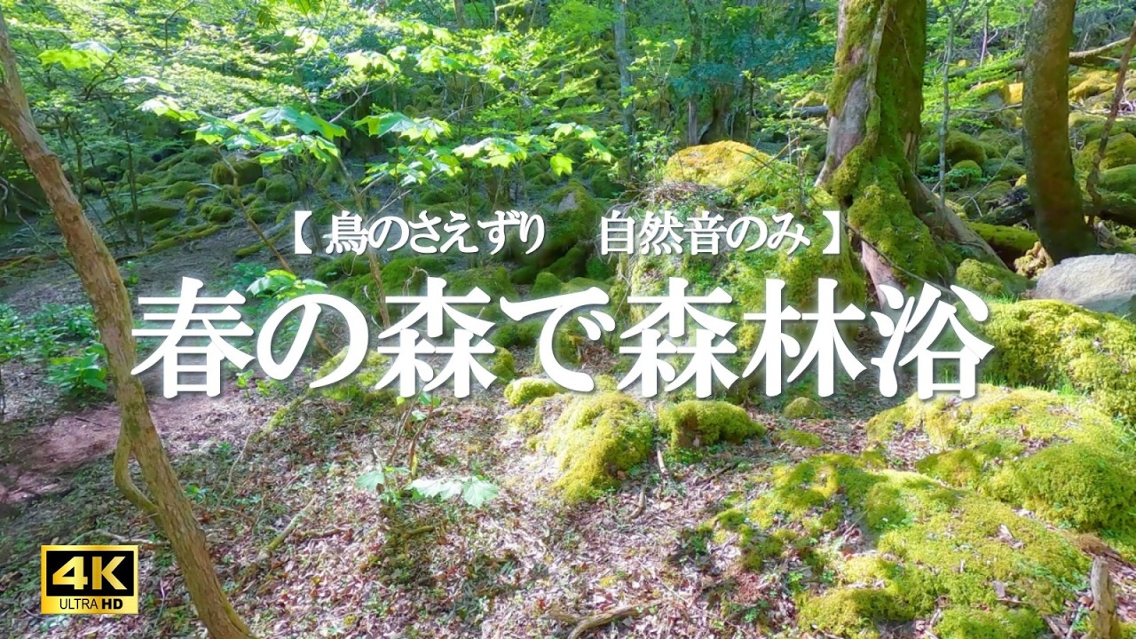 春の森で森林浴｜鳥のさえずり・自然音のみ｜読書・リラックス・ストレス解消【4K】