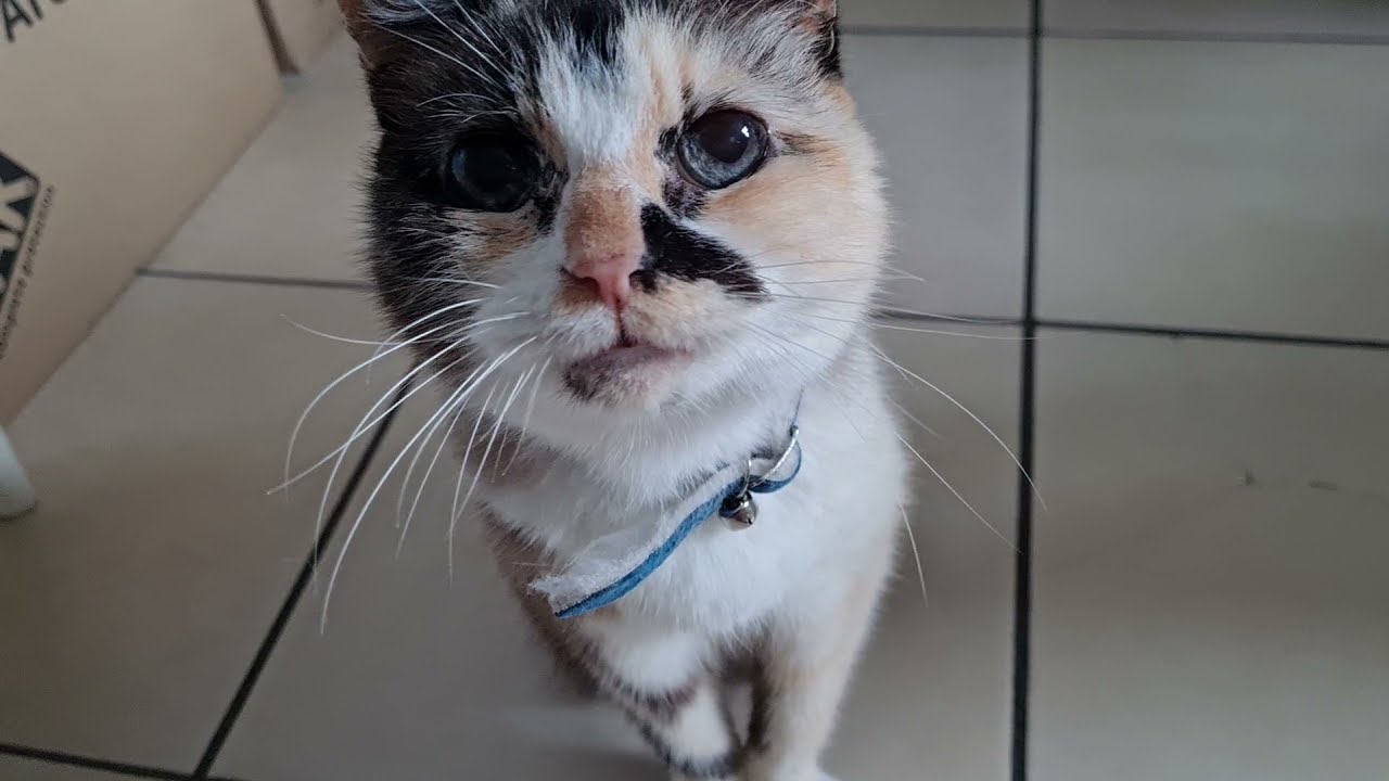 Asking the cat what she wants