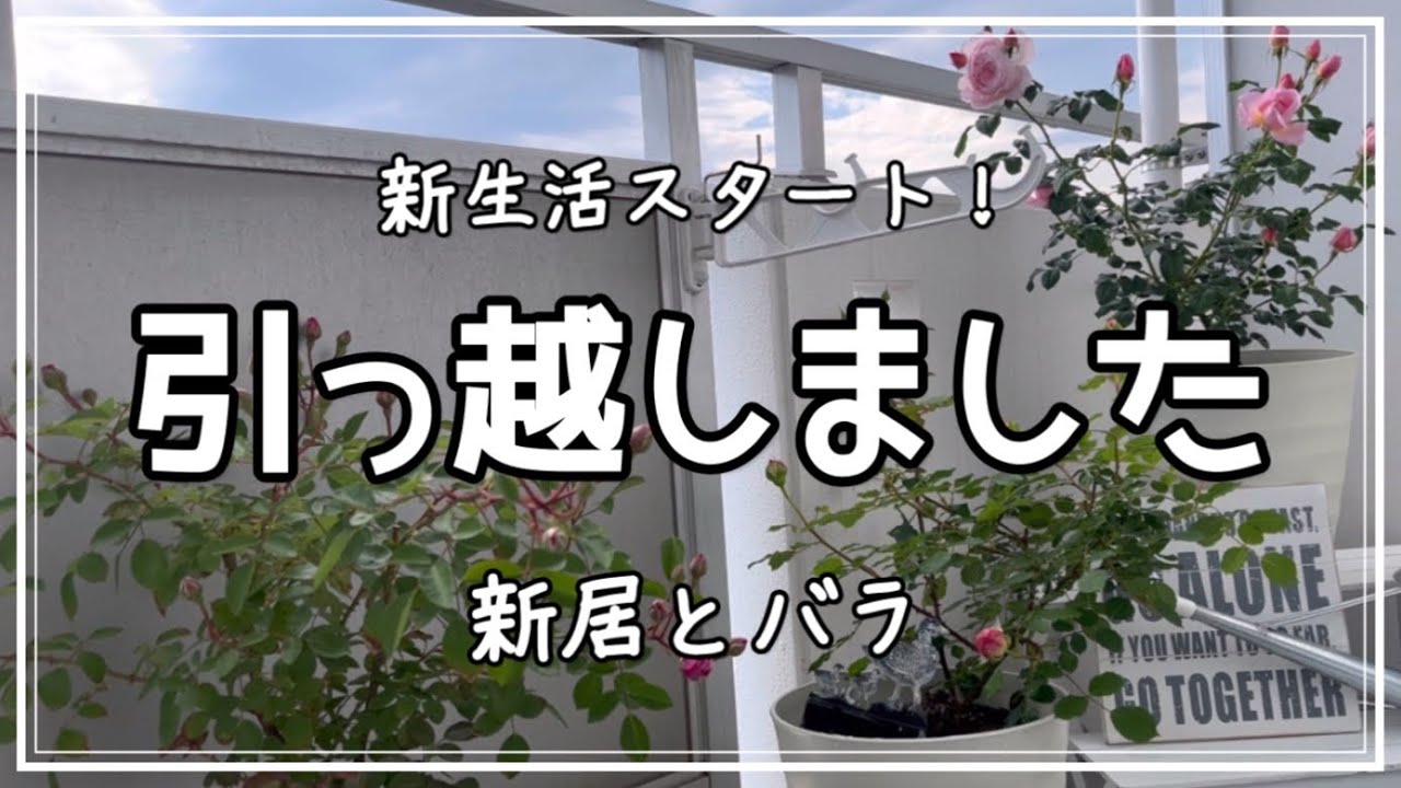 ついに引っ越しました＊ベランダのバラ＊大通り公園のバラ