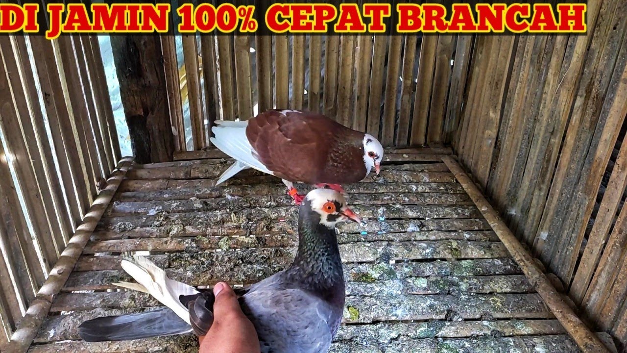 CARA MENGATASI MERPATI JANTAN SUSAH BRANCAH || 4 hari langsung berancah banget