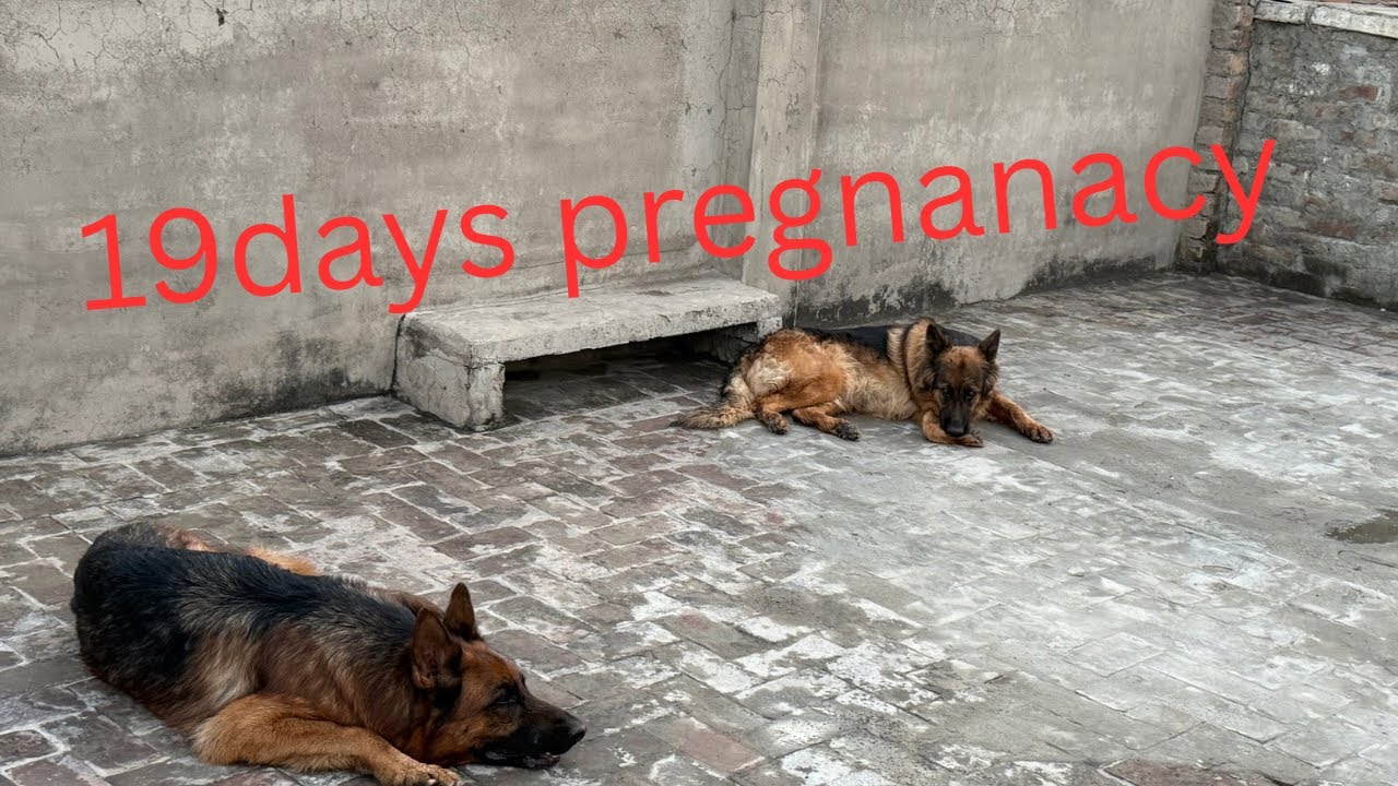 19 day pregnancy in dogs/ maxi ko aj 19 days ho gye after mating 😍😇