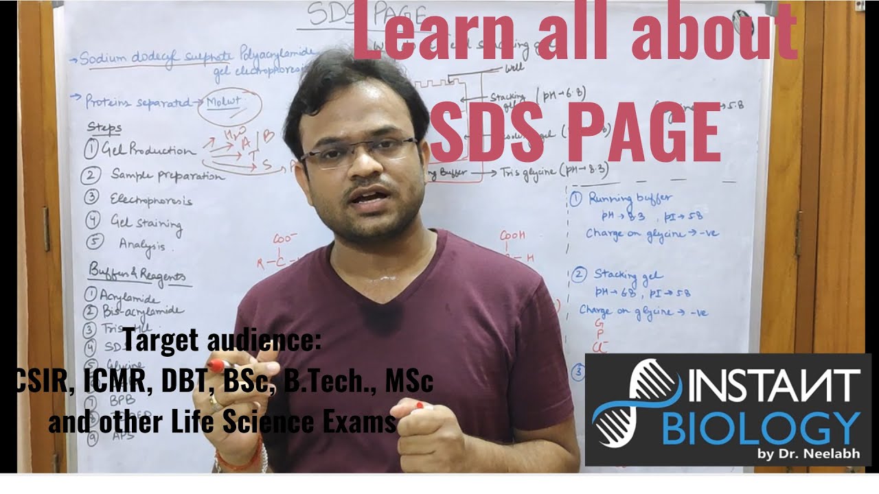 SDS PAGE