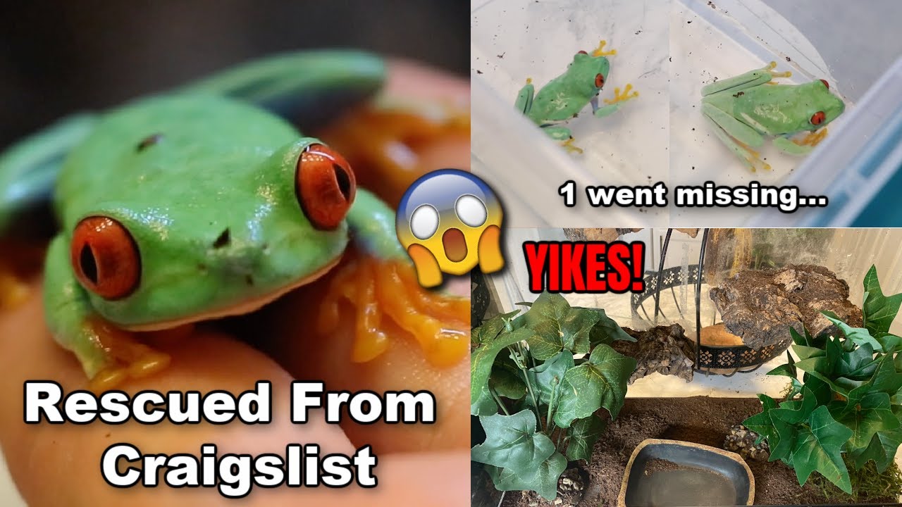 I Rescued Red Eyed Tree Frogs From Craigslist! 1 was missing...