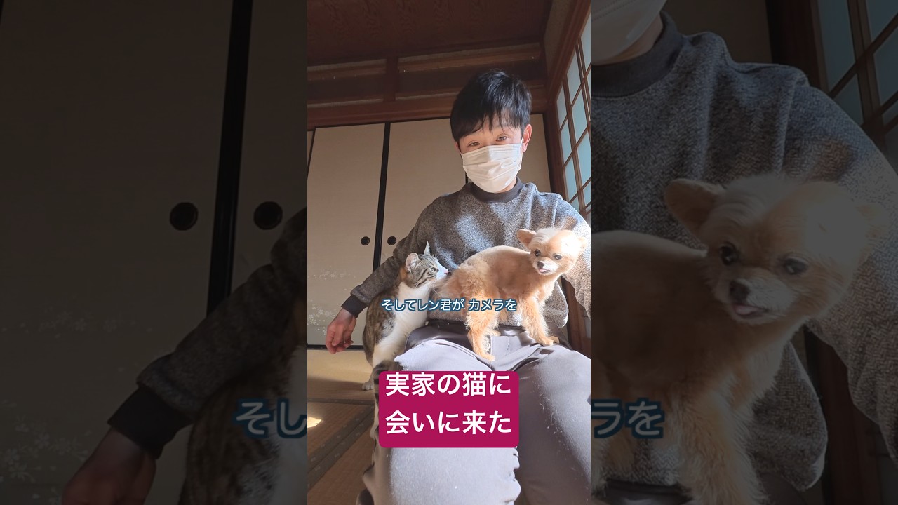 実家の猫に会いに来た #犬のいる暮らし #実家の猫