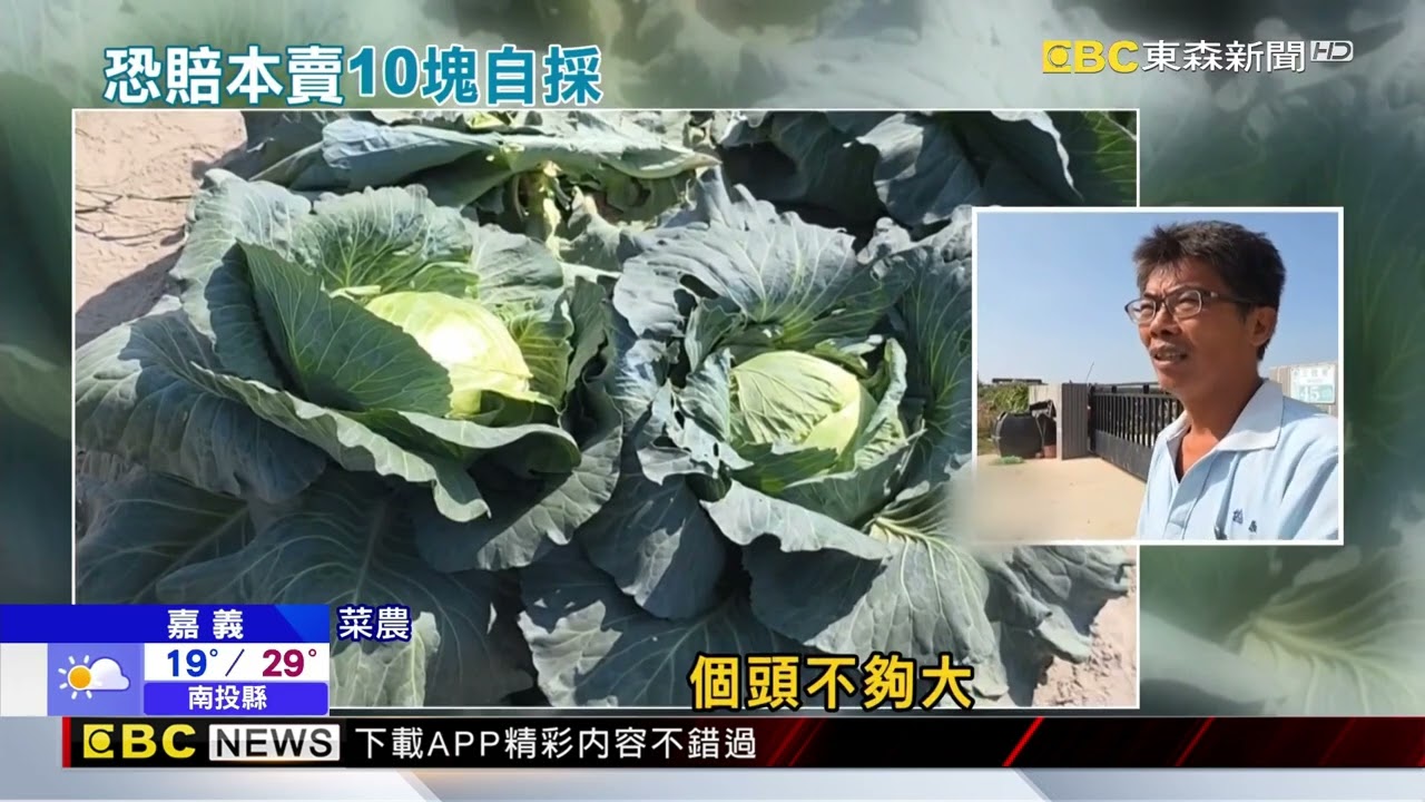 高麗菜田開放「1顆10元」自採 民眾嗨翻但農民心累@newsebc