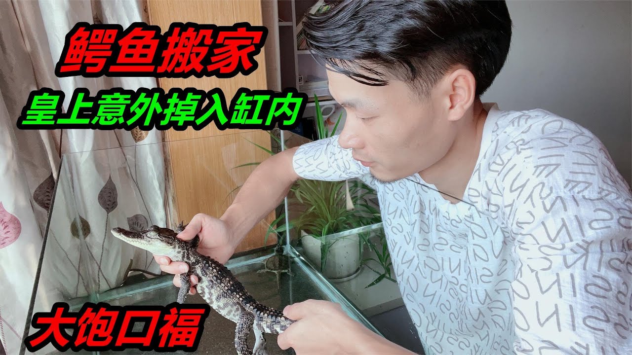 給鱷魚更換飼養缸，不料黃鱔意外掉了進去，卻讓猛魚大飽口福